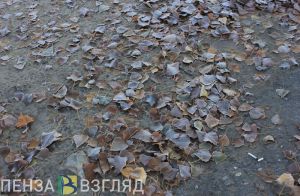 Пензенцам напомнили, чем опасны заморозки