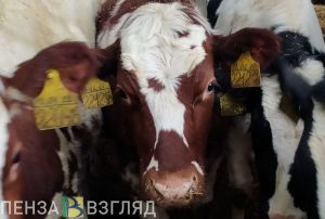 В селе Башмаковского района установлен карантин по бешенству