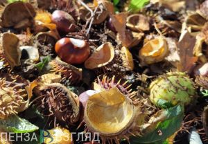 Жителям Пензенской области сообщили, какой температурный режим прогнозируется в сентябре