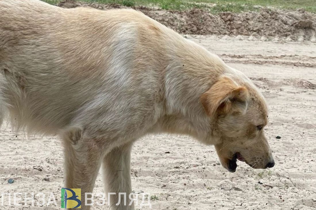 В Пензе жители Арбеково боятся выходить из дома из-за стаи собак