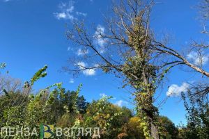 2 сентября в Пензенской области будет сухо и тепло