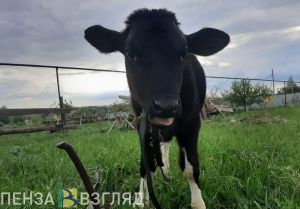В Сердобском районе запретили пасти скот на время обработки полей