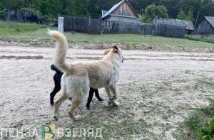 На отлов бродячих собак в Пензе готовы потратить еще 1,1 млн рублей