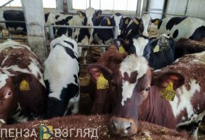 Пензенцам сообщили о профилактике бруцеллеза