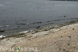 Пензенцы интересуются судьбой пруда у больницы в Арбекове