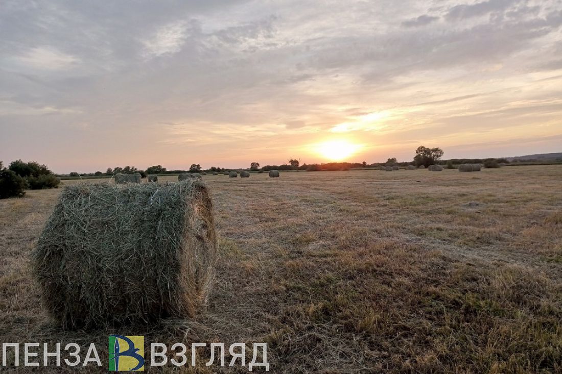 В Пензенской области ввели в оборот 10,3 тысячи гектаров ранее неиспользуемой пашни