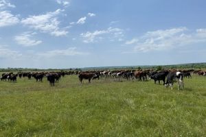 В Пензенской области продолжается работа по заготовке кормов