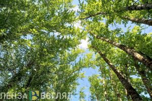 Жителей Пензы пугают «большие деревья под наклоном»