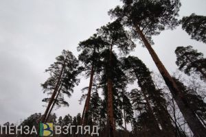 Пензенцам обозначили сроки охоты на пушных животных