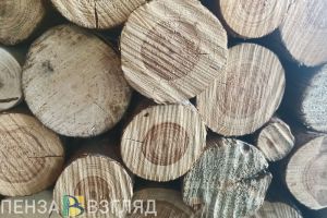 В Пензенском районе браконьеры вырубили лес на 190 тысяч рублей
