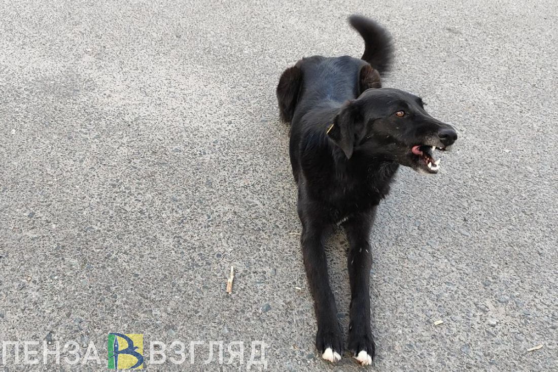Правительство Пензенской области получило полномочия по обращению с безнадзорными животными