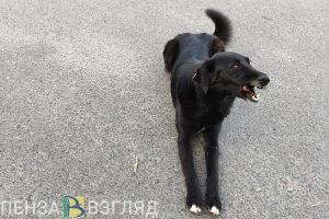 Правительство Пензенской области получило полномочия по обращению с безнадзорными животными