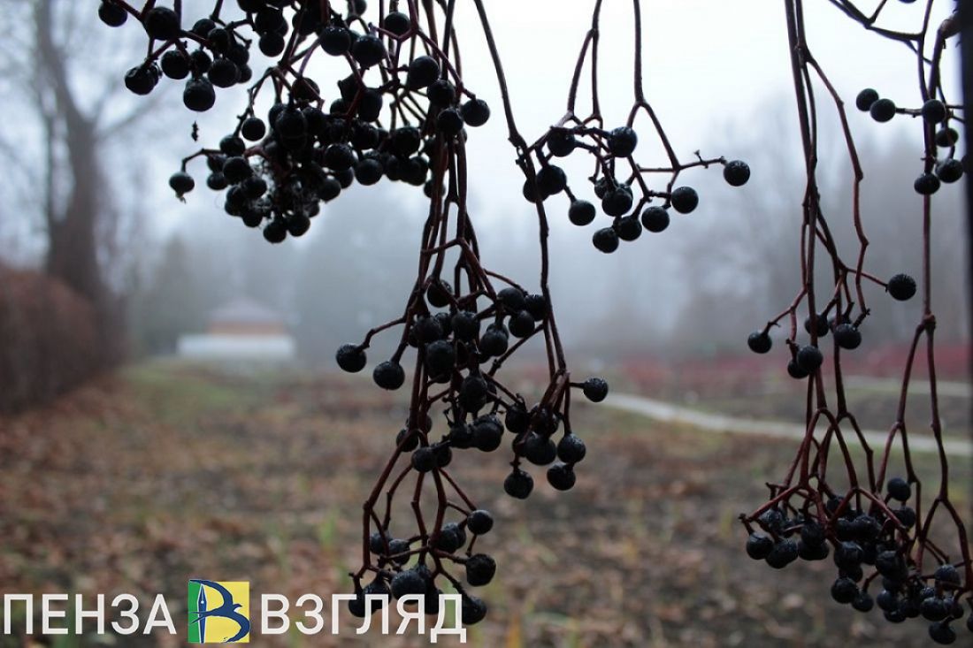 Жителей Пензенской области предупреждают о тумане и плохой видимости 16 сентября