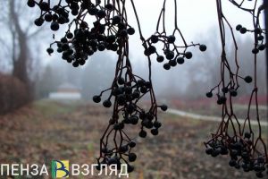Жителей Пензенской области предупреждают о тумане и плохой видимости 16 сентября