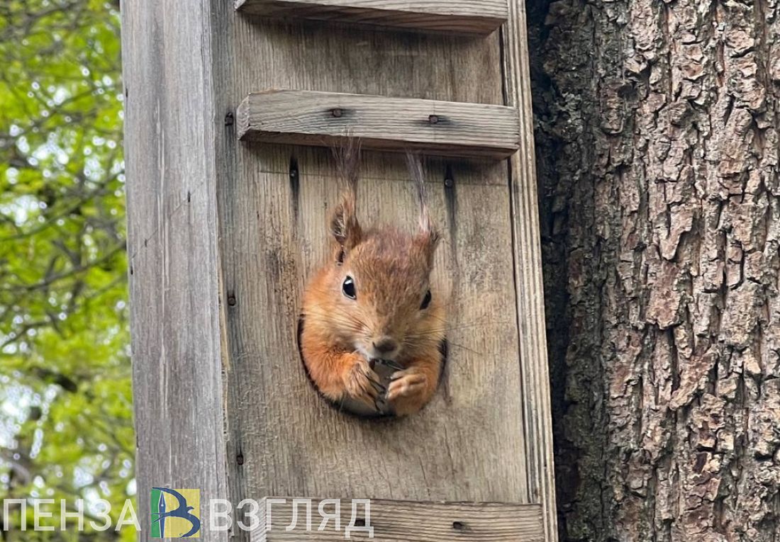 Пензенская область на выходных окажется под влиянием антициклона