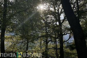 В Пензенском районе незаконно нарубили деревьев на 190 тысяч рублей