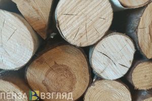 Пензенцам рассказали, почему на улице Гагарина вырубили многолетние ели