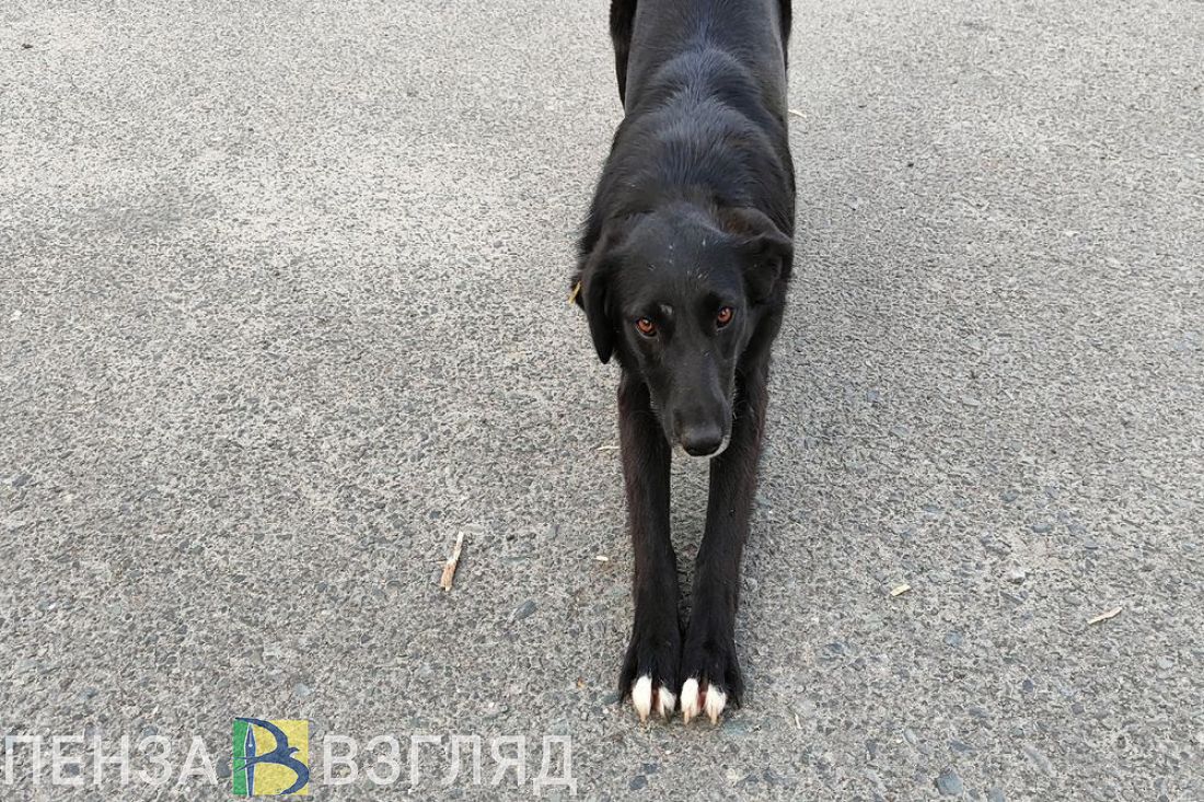 Жителям Пензы рассказали, что нужно сделать для отлова бездомных собак