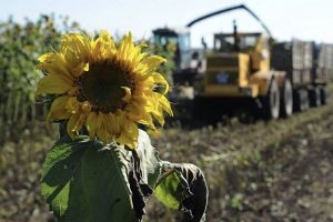 Аграрии в Пензенской области начали уборку подсолнечника и сои