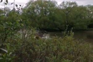 В Пензенской области сняли на видео купание лося