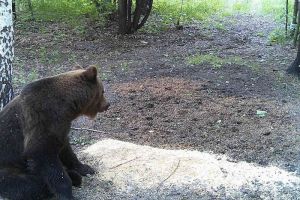 От встреч с бурыми медведями жителей Крайнего Севера спасет МегаФон
