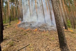 В Земетчинском районе загорелся лес