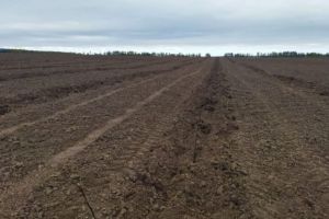 В Городищенском районе высадят 80 тысяч яблонь
