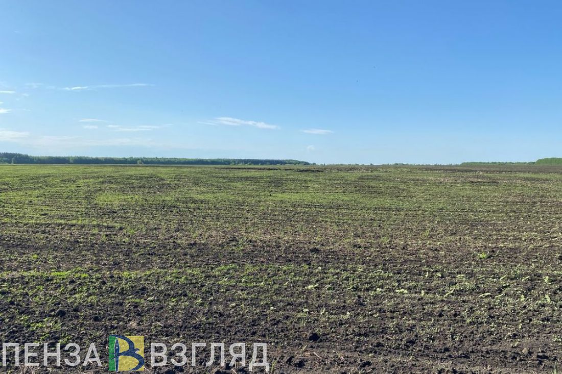 Пензенцам стало известно о предложении властей выдавать землю за «брачный» стаж