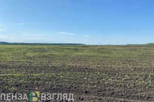 Пензенцам стало известно о предложении властей выдавать землю за «брачный» стаж