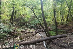В Пензенской области усилят патрулирование лесов на выходных