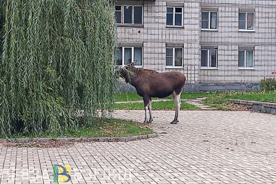 Жители Пензы и Заречного делятся видео встреч с дикими животными