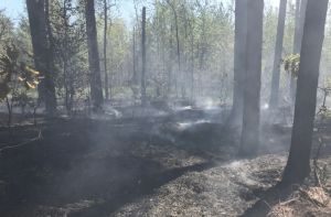 На выходных в двух районах Пензенской области произошли лесные пожары