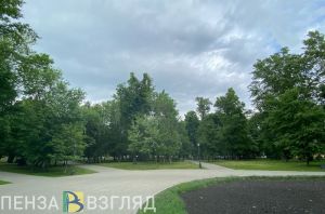 Пензенцев призвали собирать желуди в скверах и на опушках