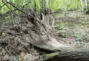 Жителей Пензенской области предупредили о сильных порывах ветра