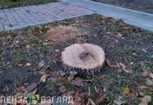 На улице Плеханова у цирка спилено 15 деревьев