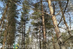 Российский эстрадный певец Родион Газманов примет участие в посадке леса в Пензе