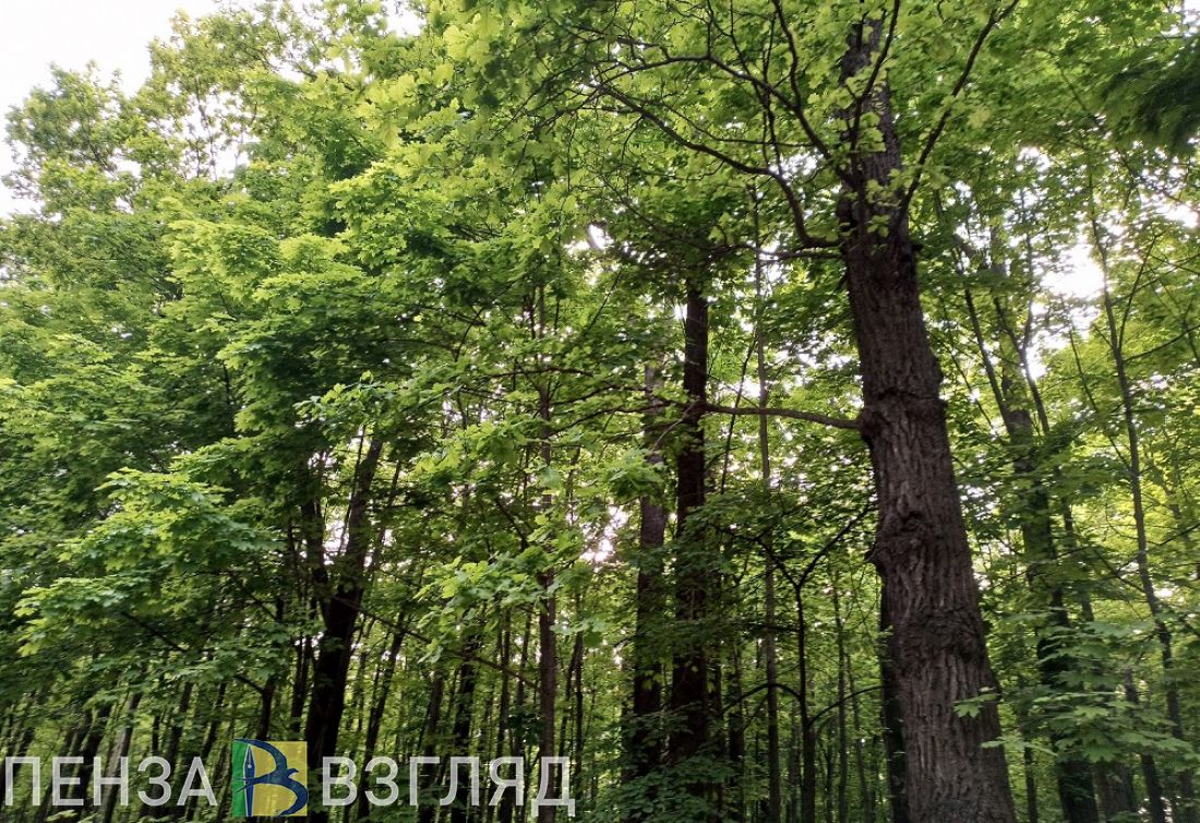 Пензенцам объяснили, почему на улице Ленина на машину и дорогу упали деревья