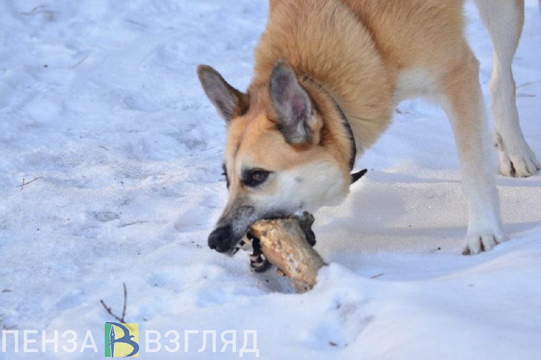 В селе Лунинского района установлен карантин по бешенству животных