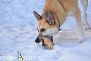 В селе Лунинского района установлен карантин по бешенству животных