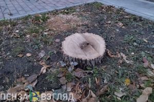 Пензенцам объяснили, зачем были спилены деревья рядом с остановкой «Ул. Шевченко»