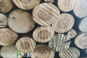 В Пензенской области задержан нарушитель, незаконно срубивший деревья