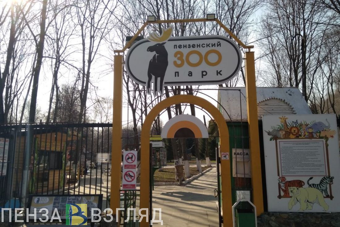 Пензенские депутаты одобрили новые льготы участникам СВО и их семьям