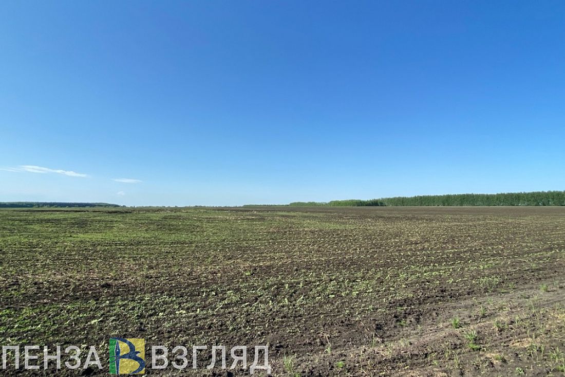 В Пензенской области ввели в оборот более 11,5 тысяч гектаров ранее неиспользуемой пашни