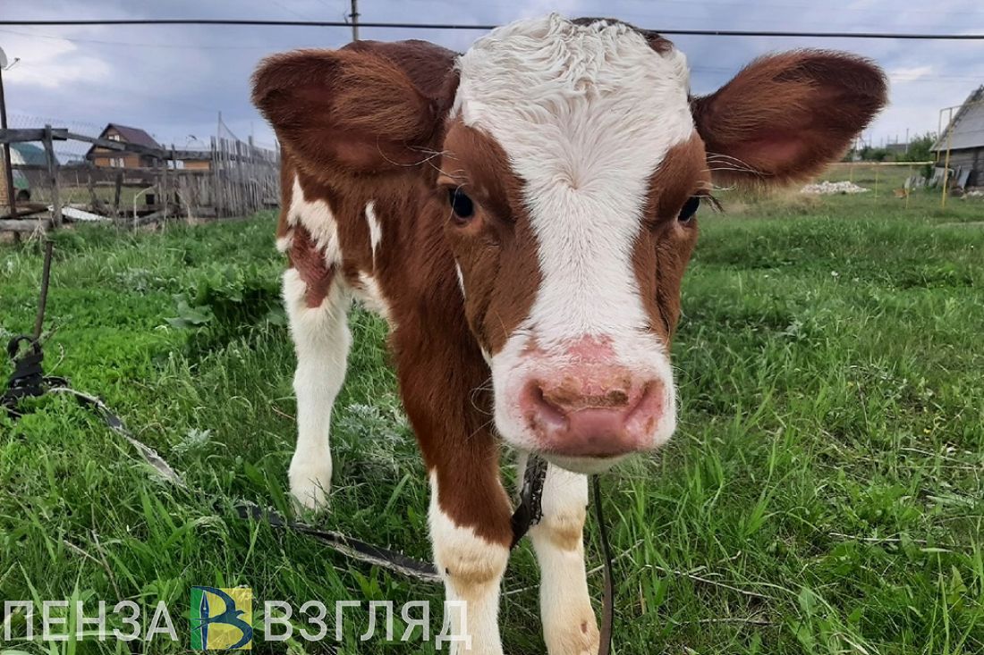 Во всех категориях хозяйств Пензенской области содержится более 50 000 коров