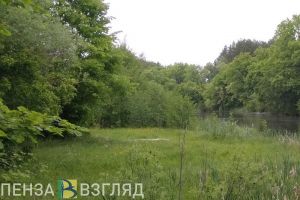 Прокуратура добивается лесоустройства в Заречном