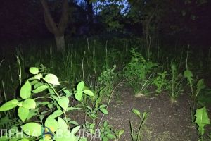В Иссинском районе браконьер незаконно добыл самца косули