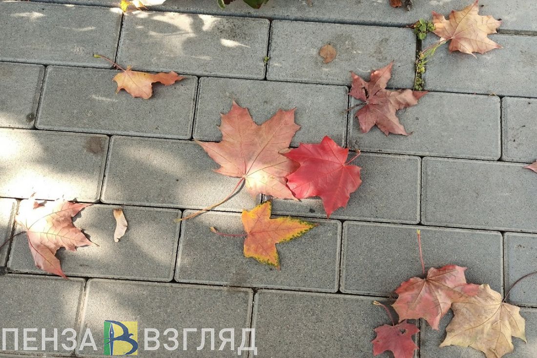 Жителей Пензенской области предупредили о сильном ветре 2 ноября