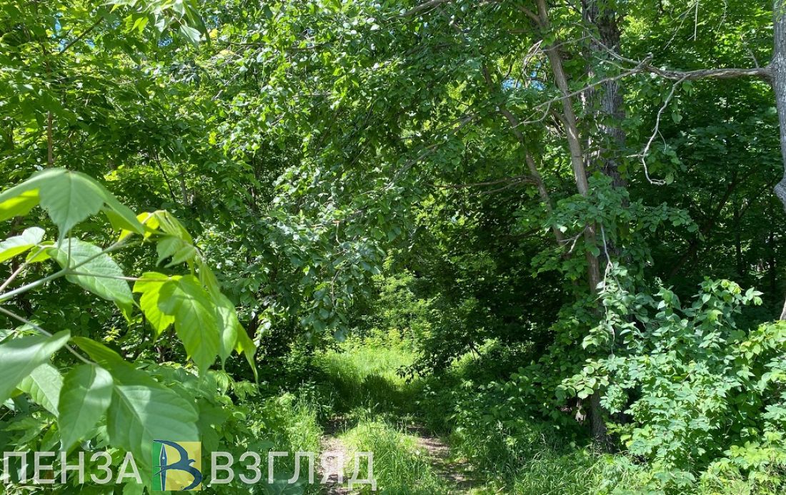 В Пензенской области перевыполнили план по лесовосстановлению
