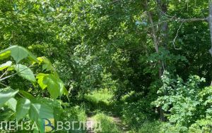 В Пензенской области перевыполнили план по лесовосстановлению