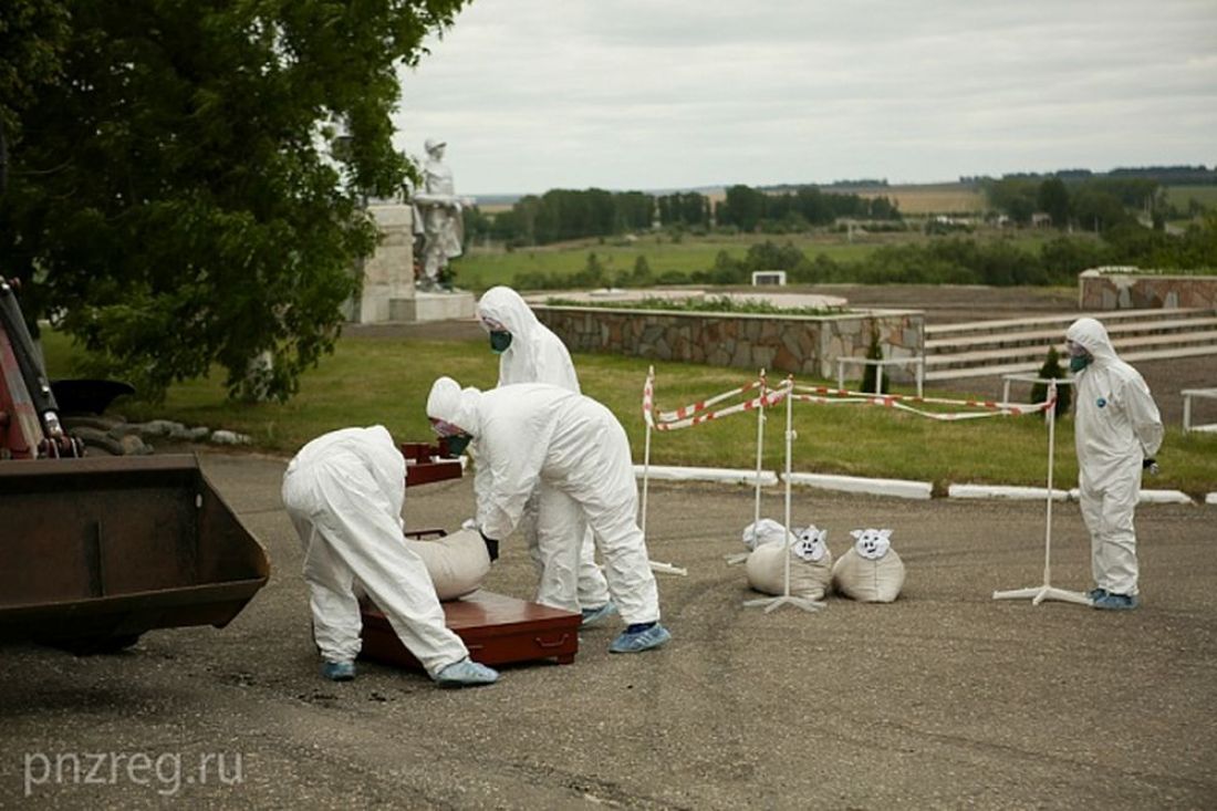 Из-за африканской чумы в населенных пунктах Пензенской области изымут свиней